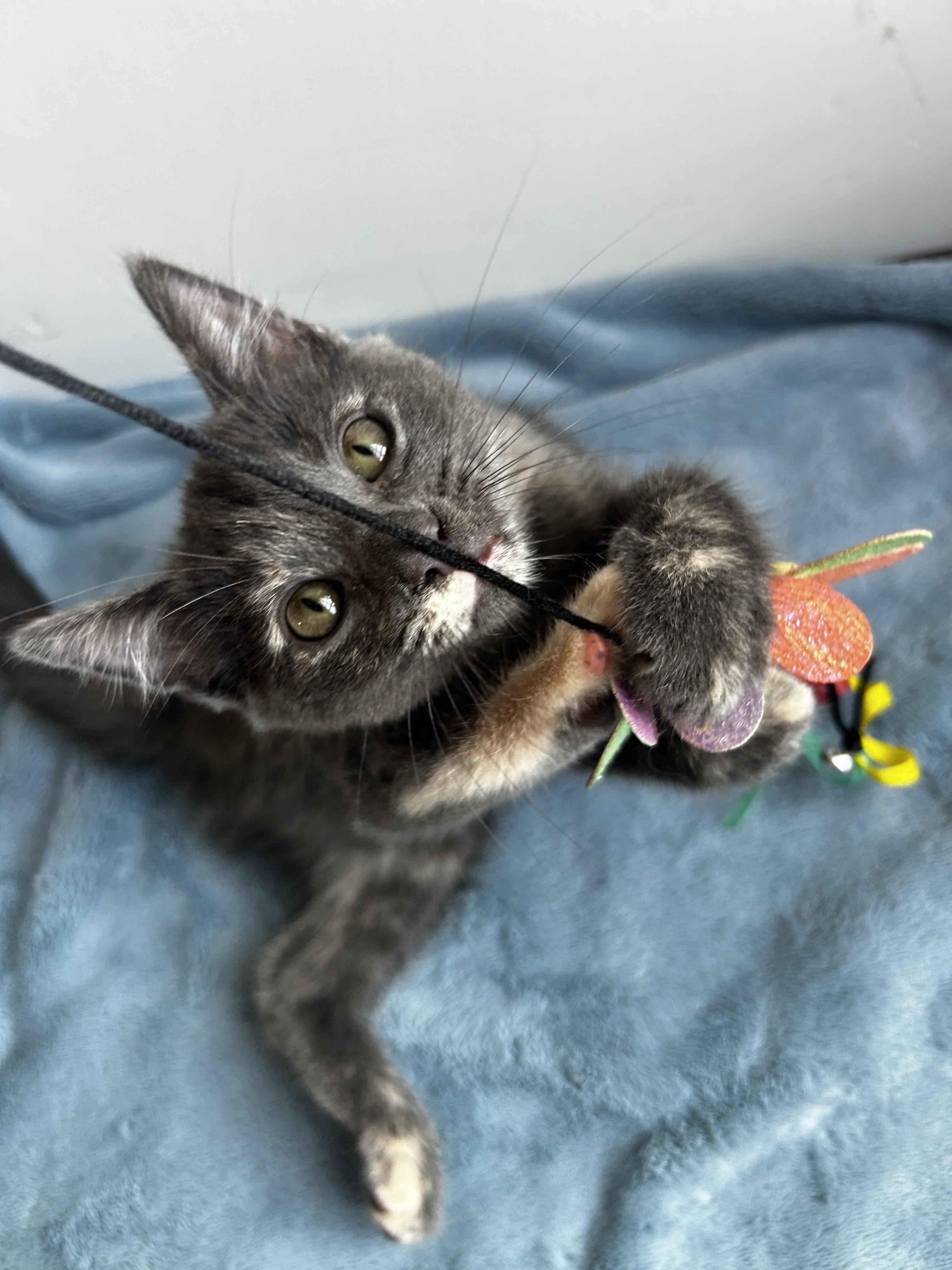 Enlarge Koopa, a Adopted Domestic Short Hair in Los Angeles, CA image 3/5