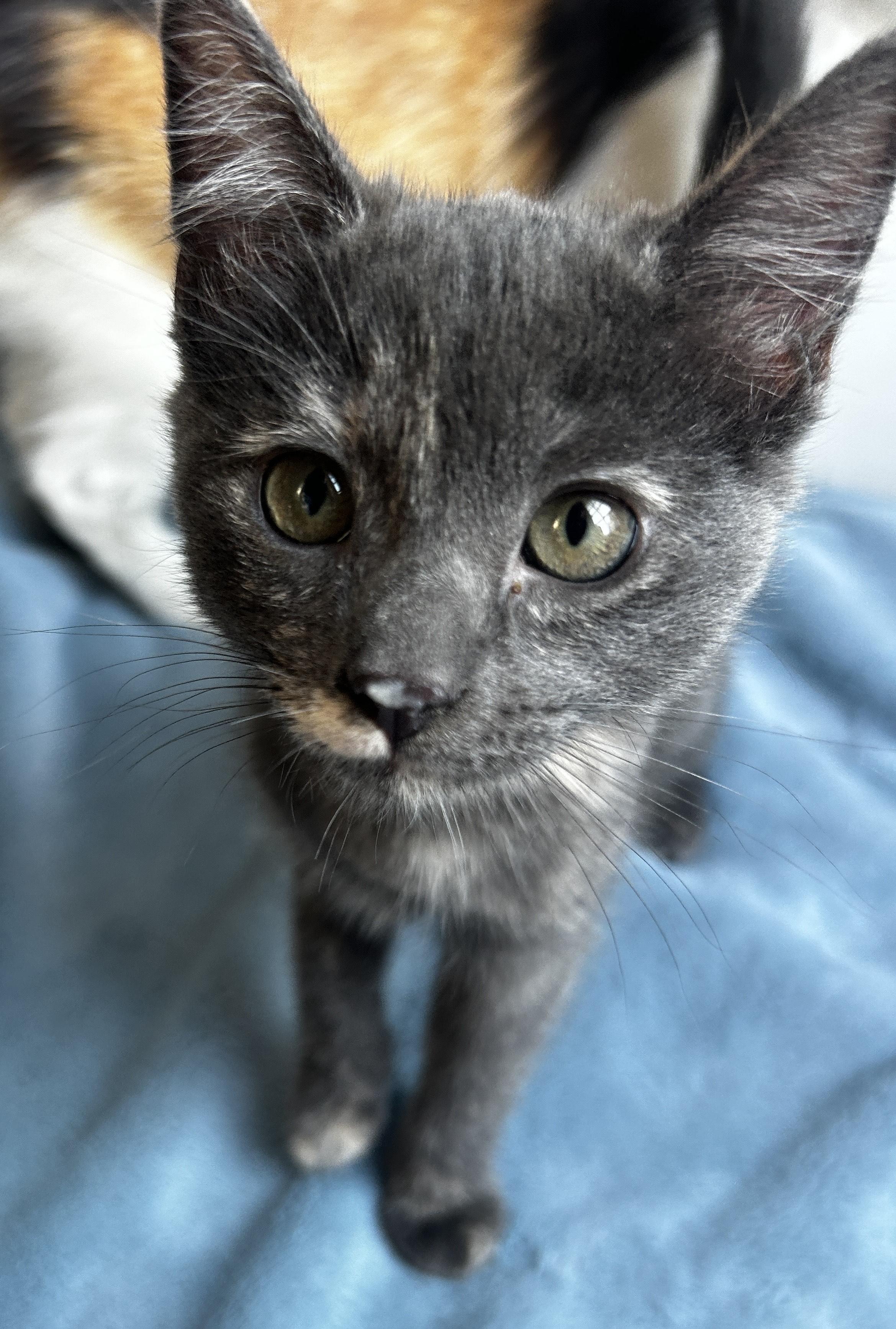 Koopa, Adopted, Young Female Domestic Short Hair.