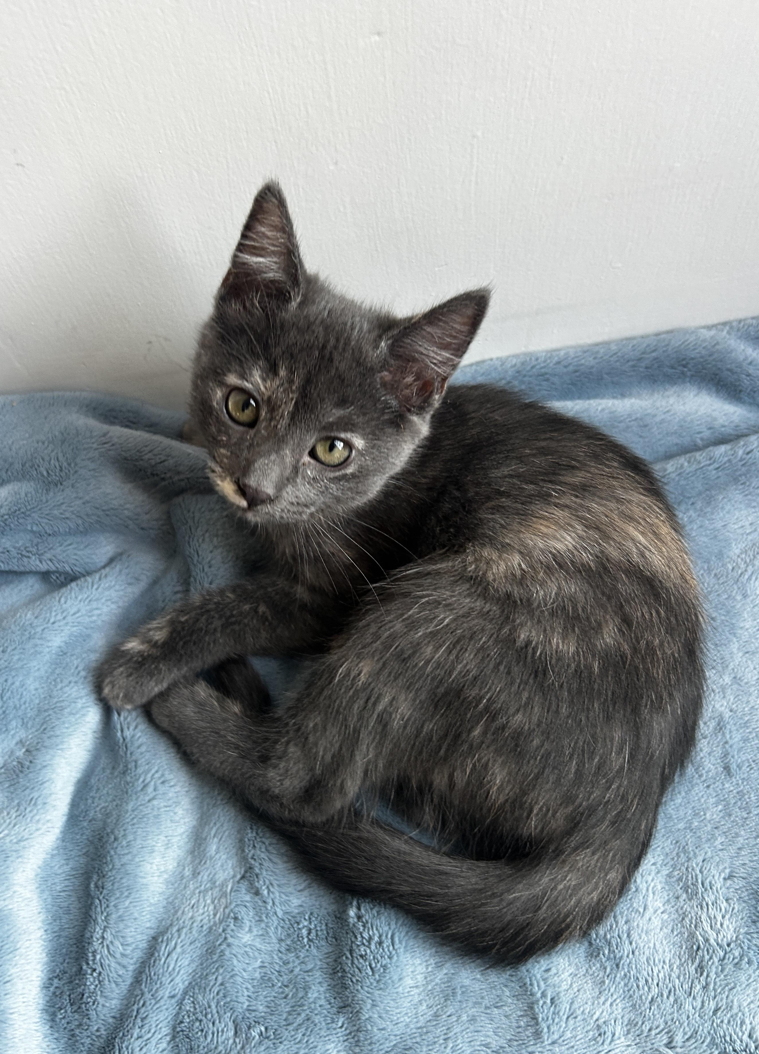 Enlarge Koopa, a Adopted Domestic Short Hair in Los Angeles, CA image 5/5