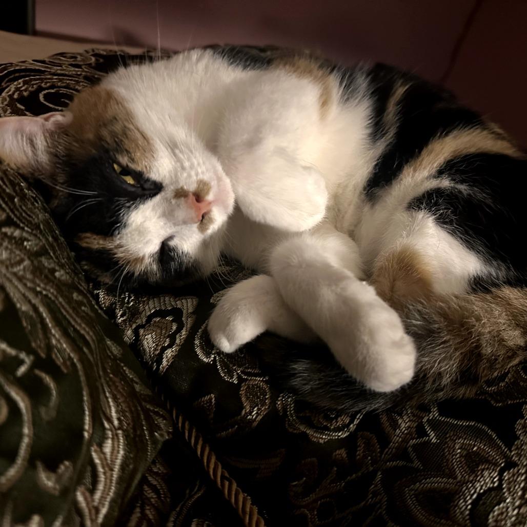 Callie, Adoptable, Adult Female Domestic Short Hair.