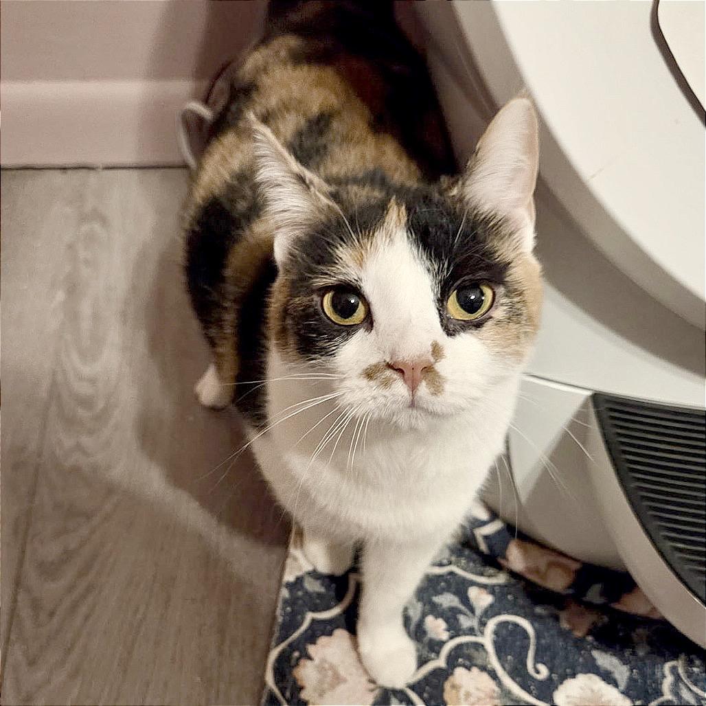 Enlarge Callie, a Adoptable mixed breed in Goodlettsville, TN image 4/4