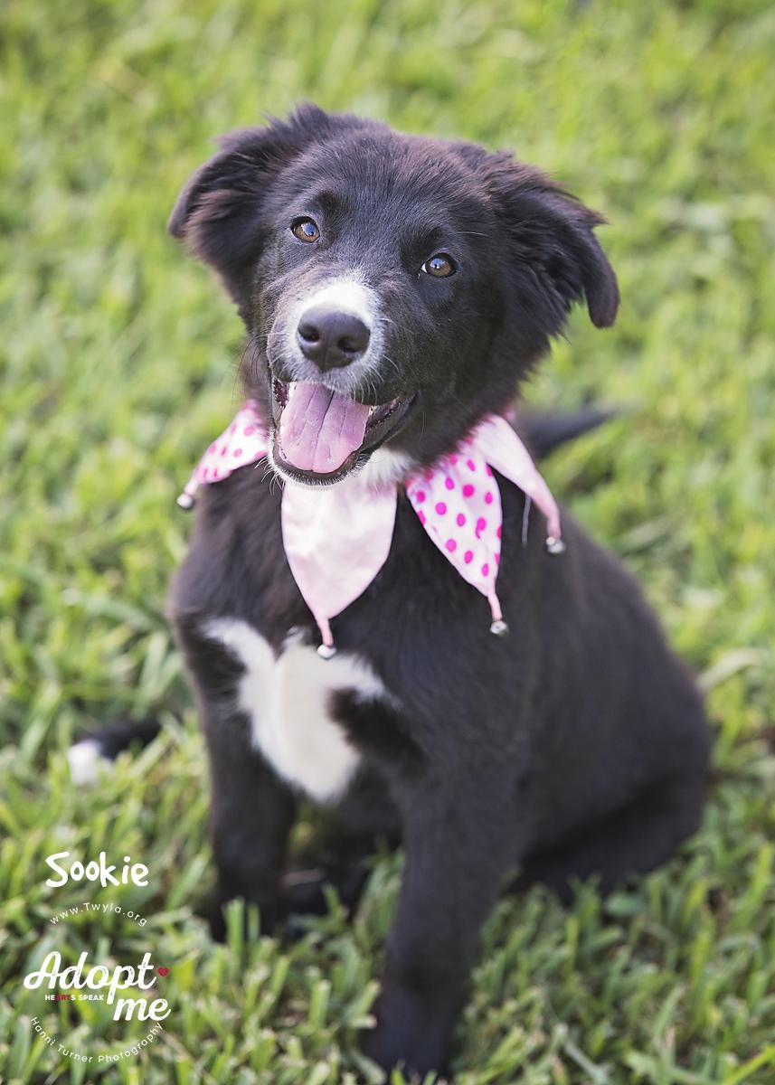 Sookie, a Adoptable mixed breed in Kingwood, TX image 2/6
