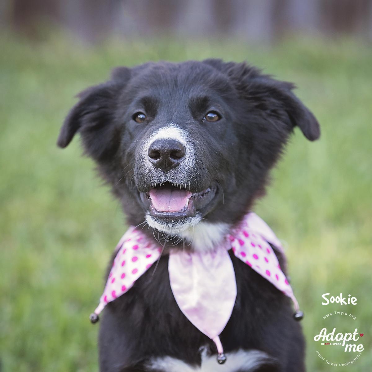 Sookie, a Adoptable mixed breed in Kingwood, TX image 1/6