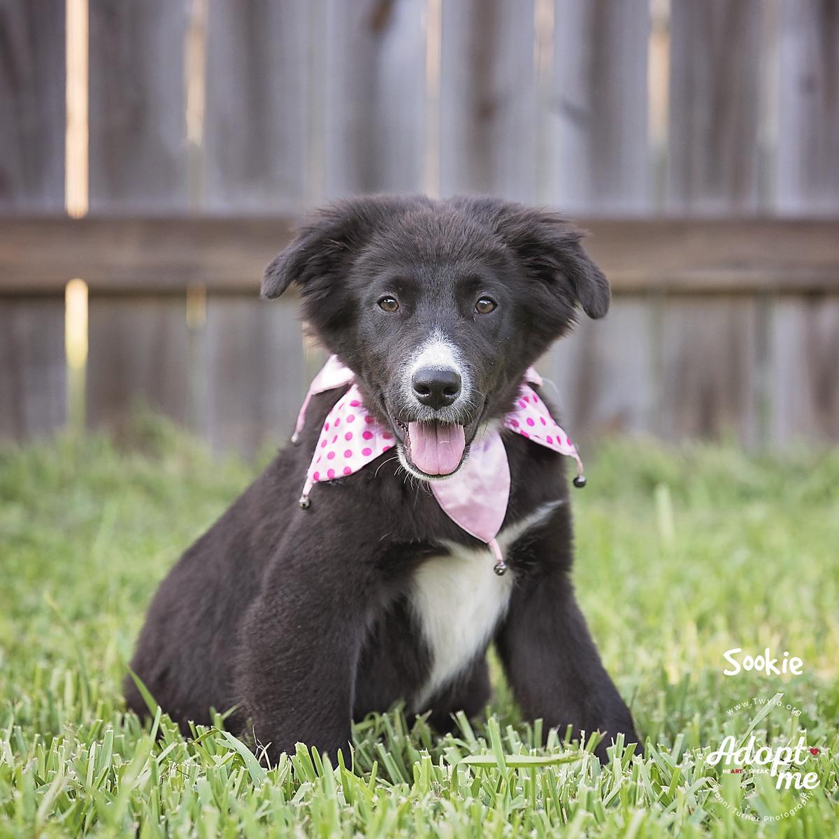 Sookie, a Adoptable mixed breed in Kingwood, TX image 4/6