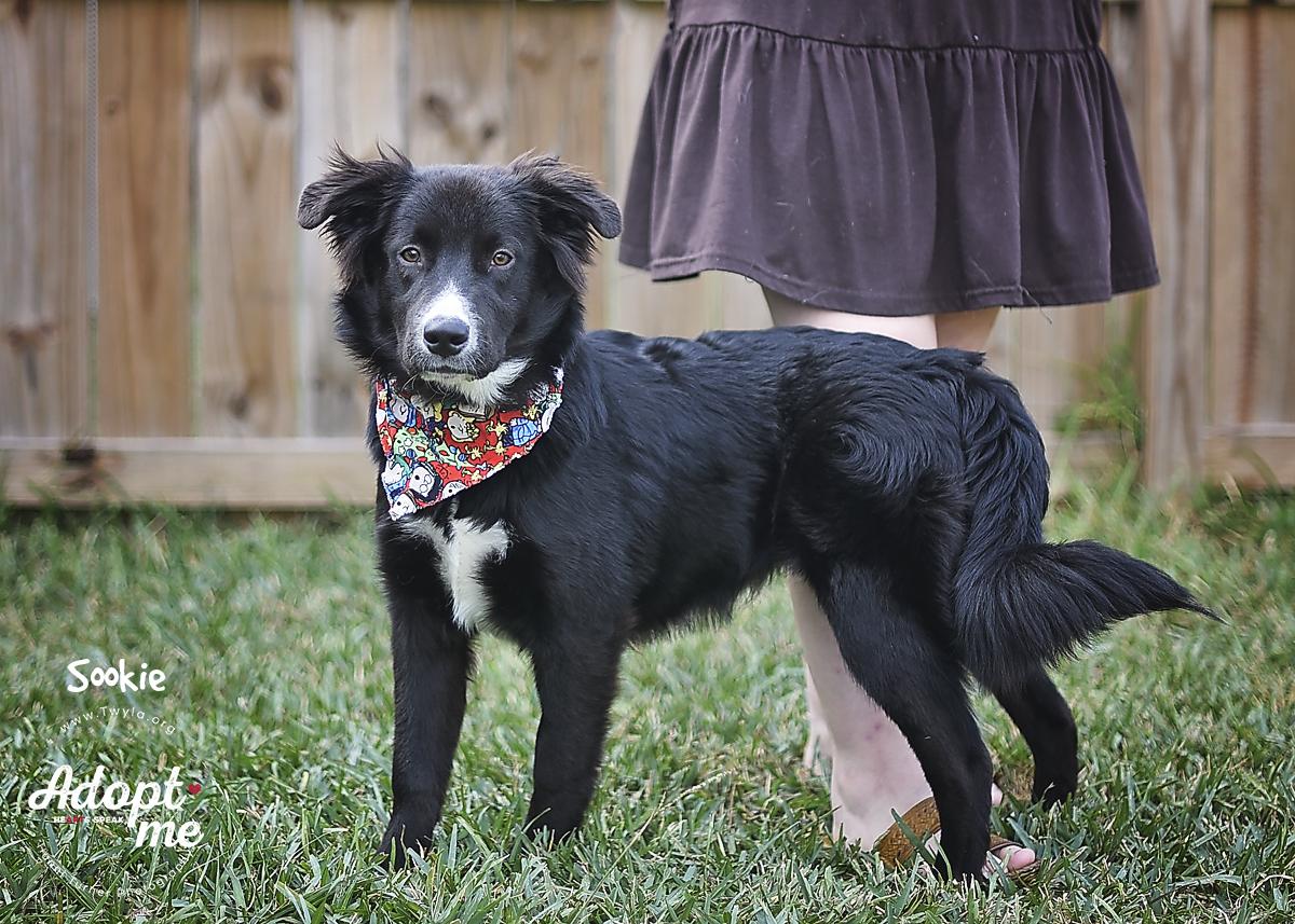 Enlarge Sookie, a Adoptable mixed breed in Kingwood, TX image 3/6