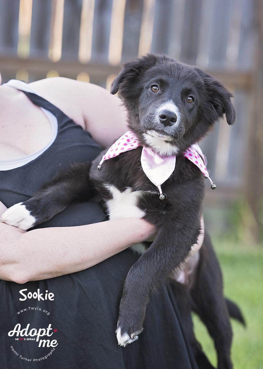 Sookie, a Adoptable mixed breed in Kingwood, TX image 3/6