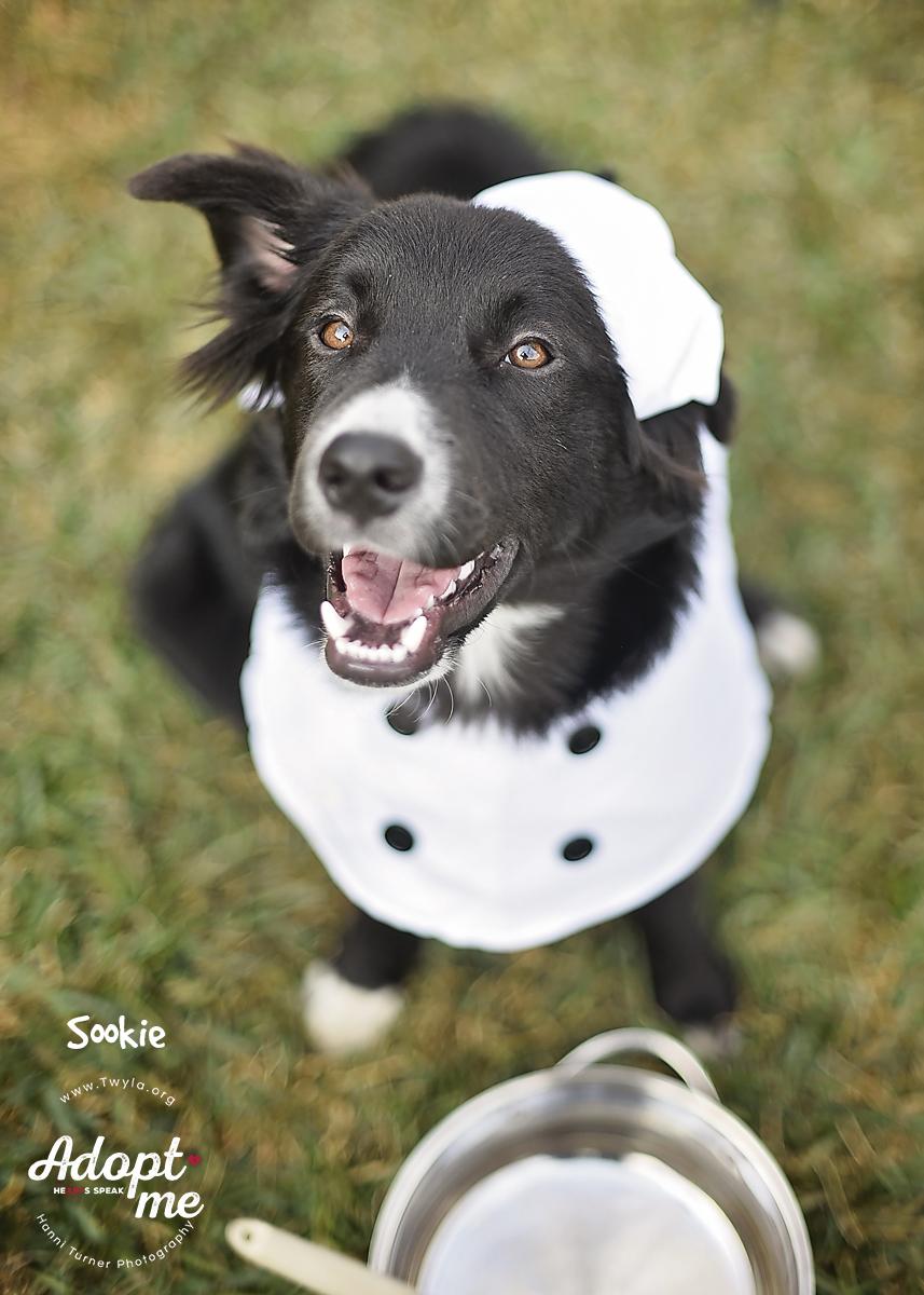 Sookie, Adoptable, Young Female German Shepherd Dog & Border Collie.