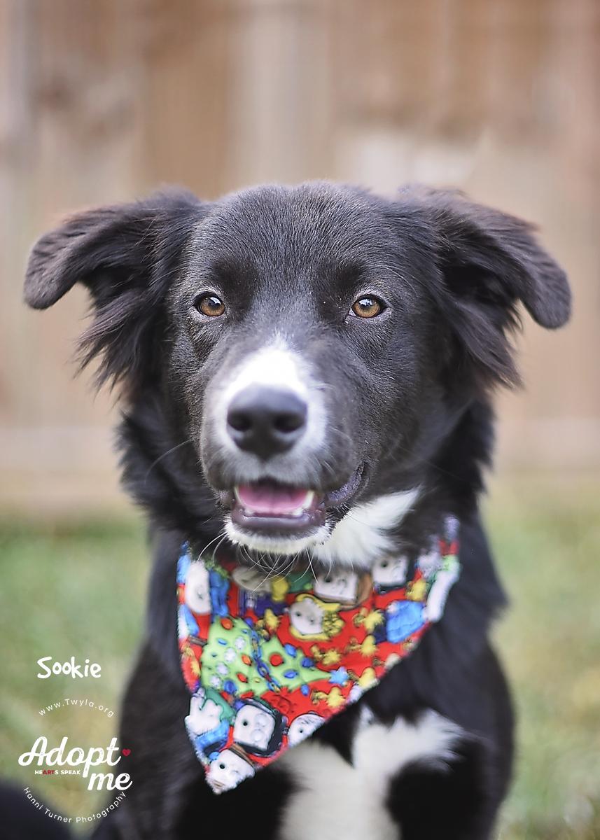 Enlarge Sookie, a Adoptable mixed breed in Kingwood, TX image 2/6