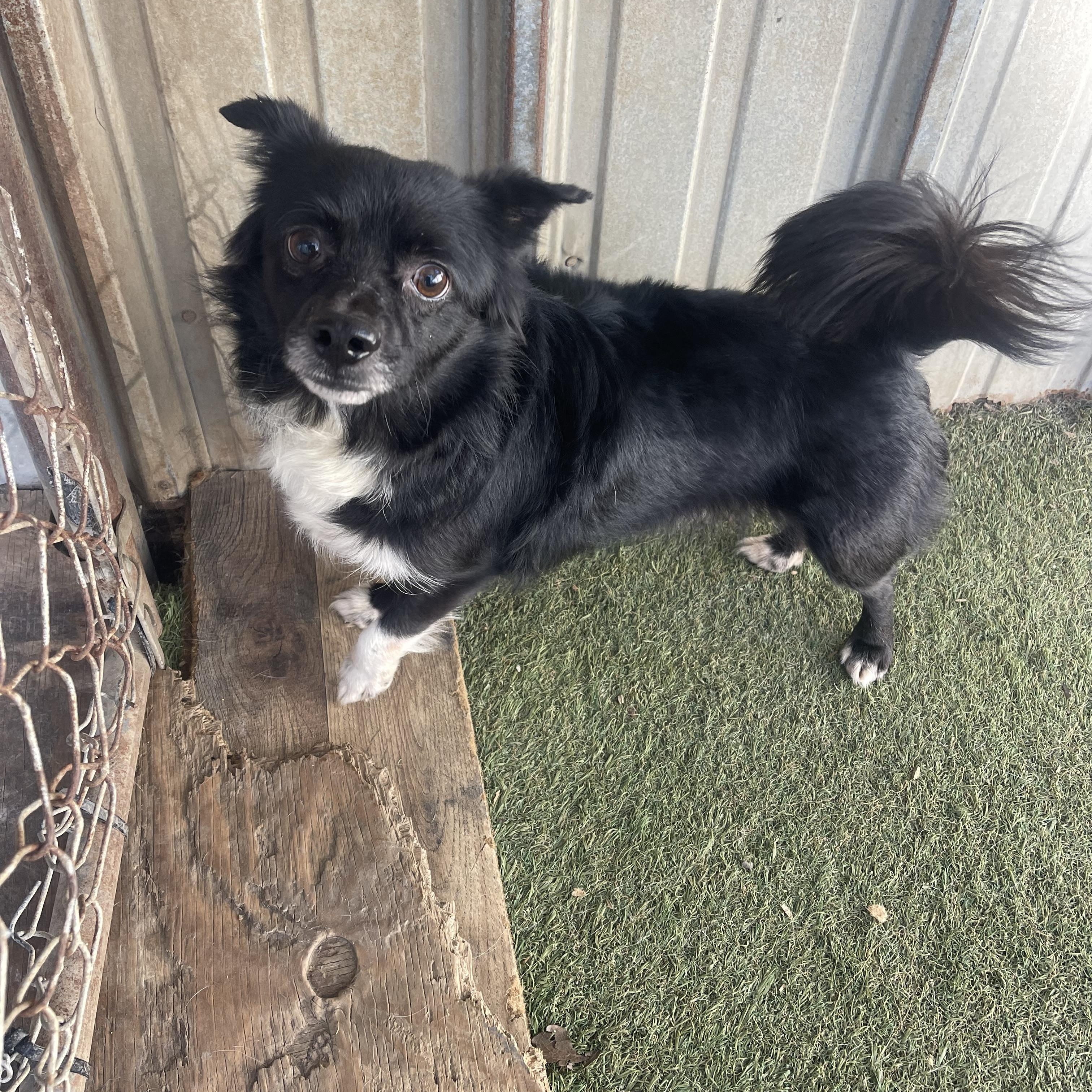 Benny, a ADOPTABLE mixed breed in Baton Rouge, LA image 3/5