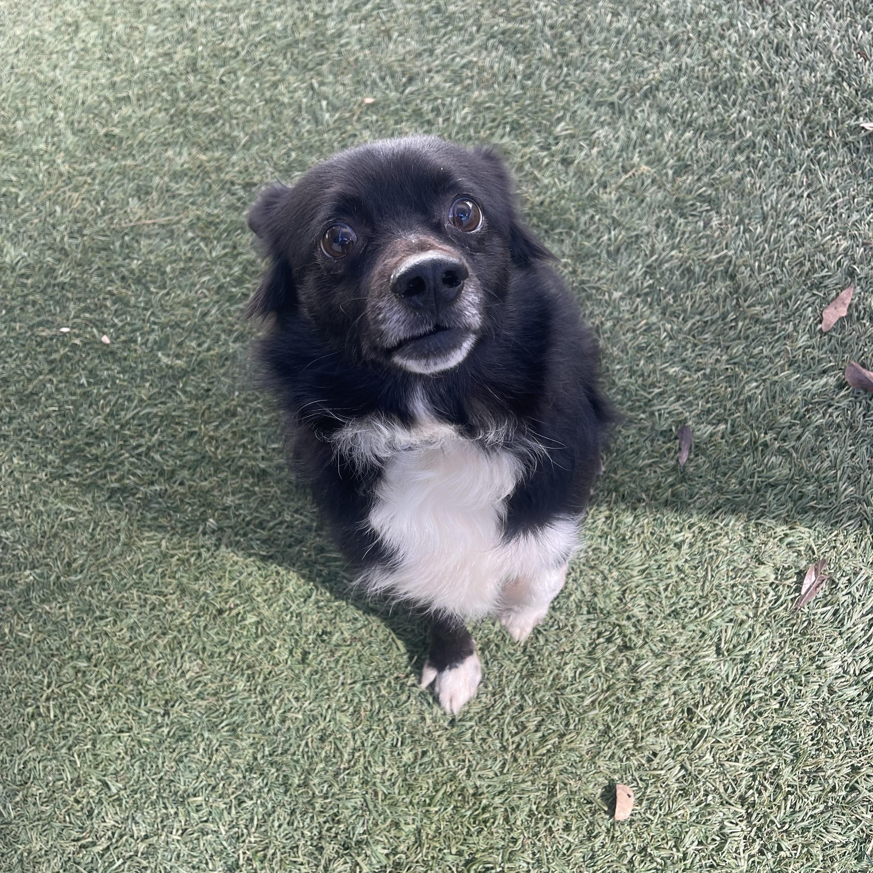 Benny, a ADOPTABLE mixed breed in Baton Rouge, LA image 5/5