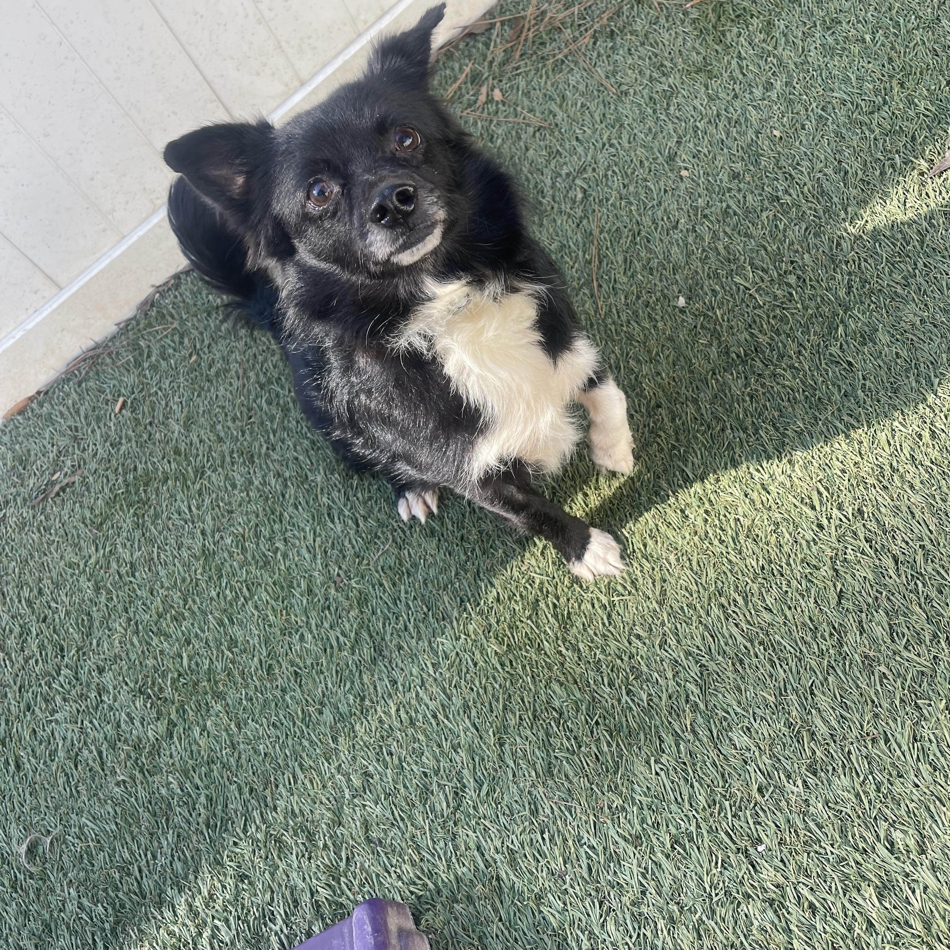 Benny, a ADOPTABLE mixed breed in Baton Rouge, LA image 2/5