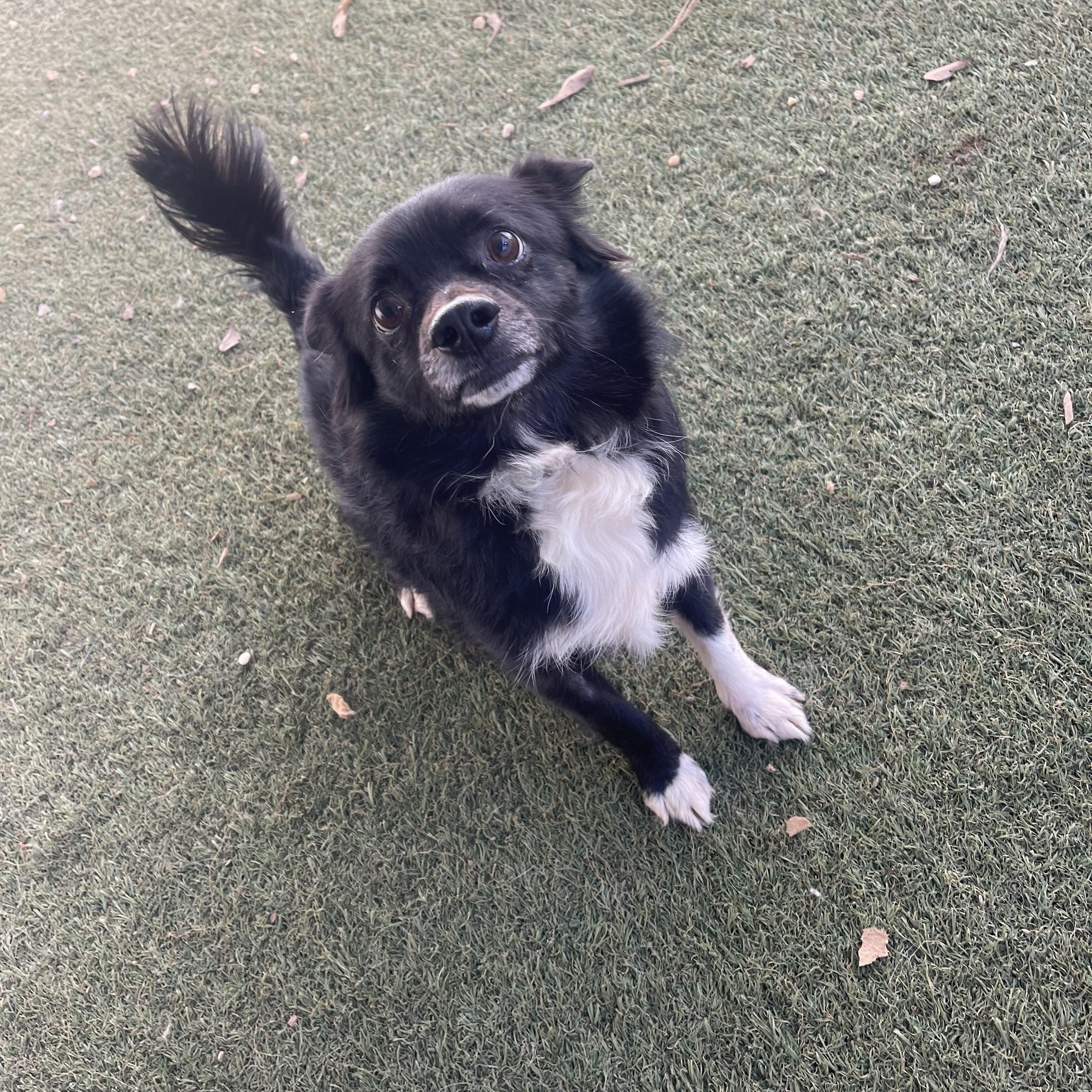 Benny, a ADOPTABLE mixed breed in Baton Rouge, LA image 4/5