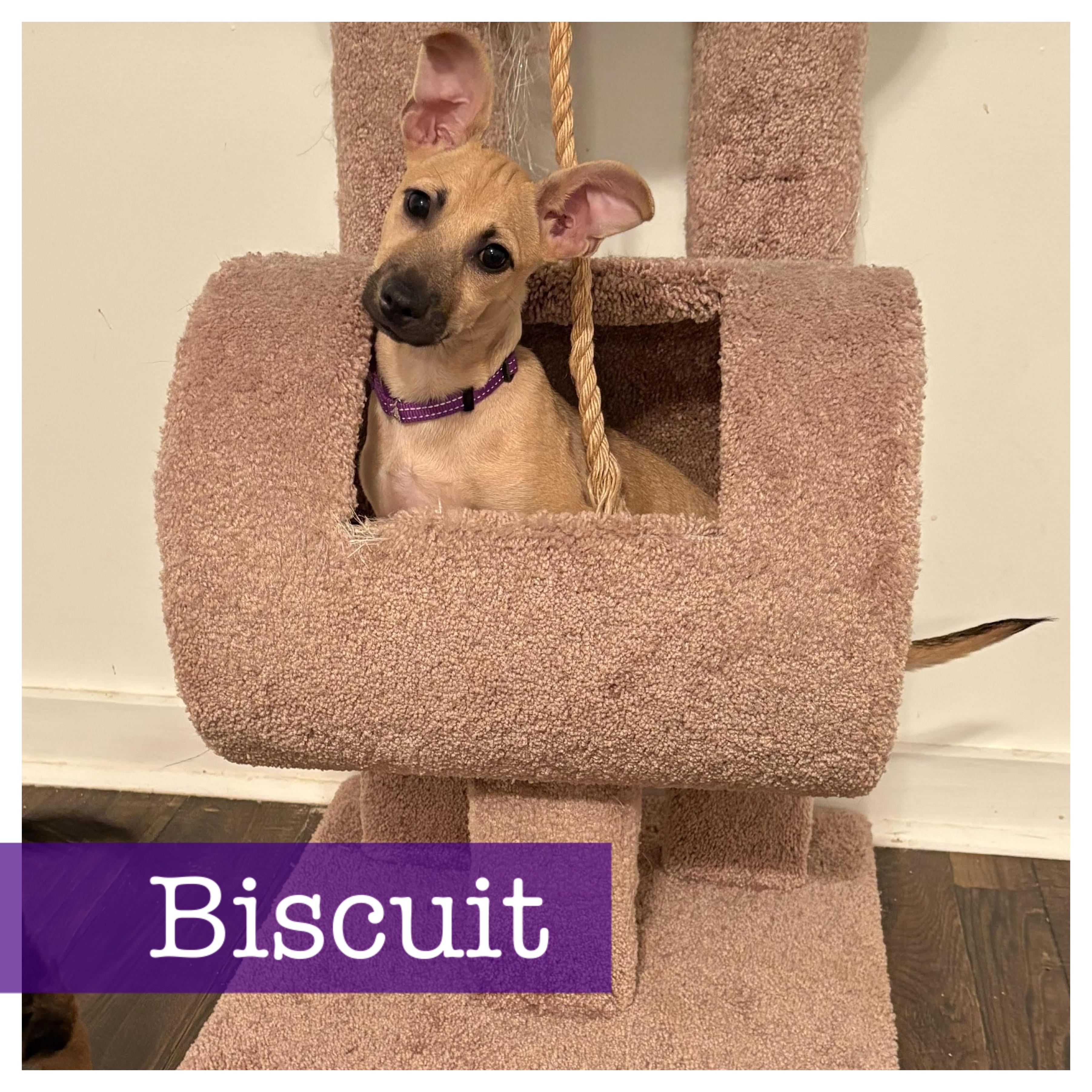 Biscuit