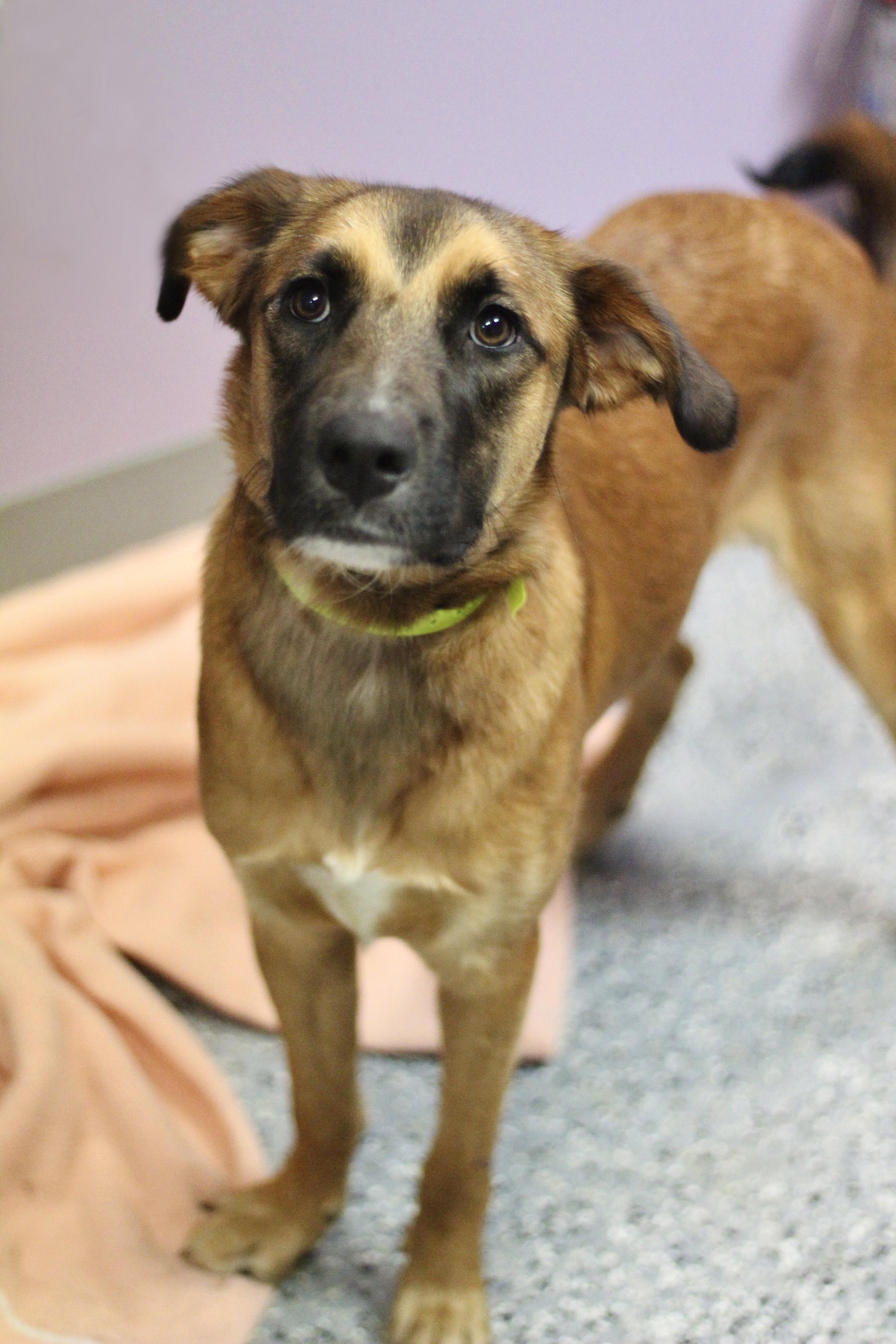 Enlarge Chipper in NH. Come Meet our Adoptable Dogs Wednesday-Saturday. More info in Bio, a ADOPTABLE mixed breed in Manchester, NH image 2/2