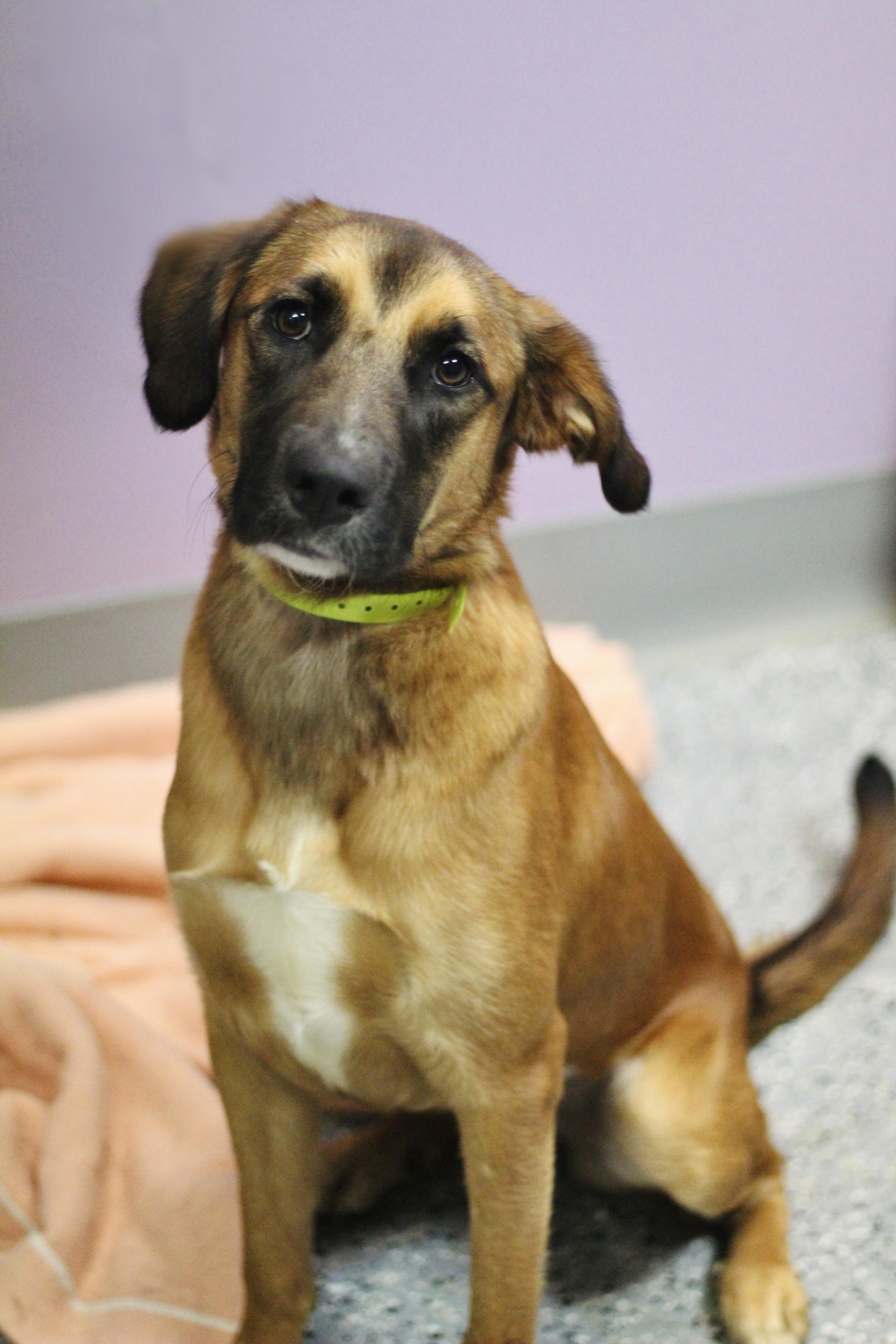 Chipper in NH. Come Meet our Adoptable Dogs Wednesday-Saturday. More info in Bio, ADOPTABLE, Young Female Labrador Retriever.