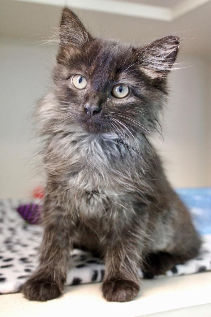 Enlarge Vera, a Adoptable mixed breed in Morgantown, KY image 1/1