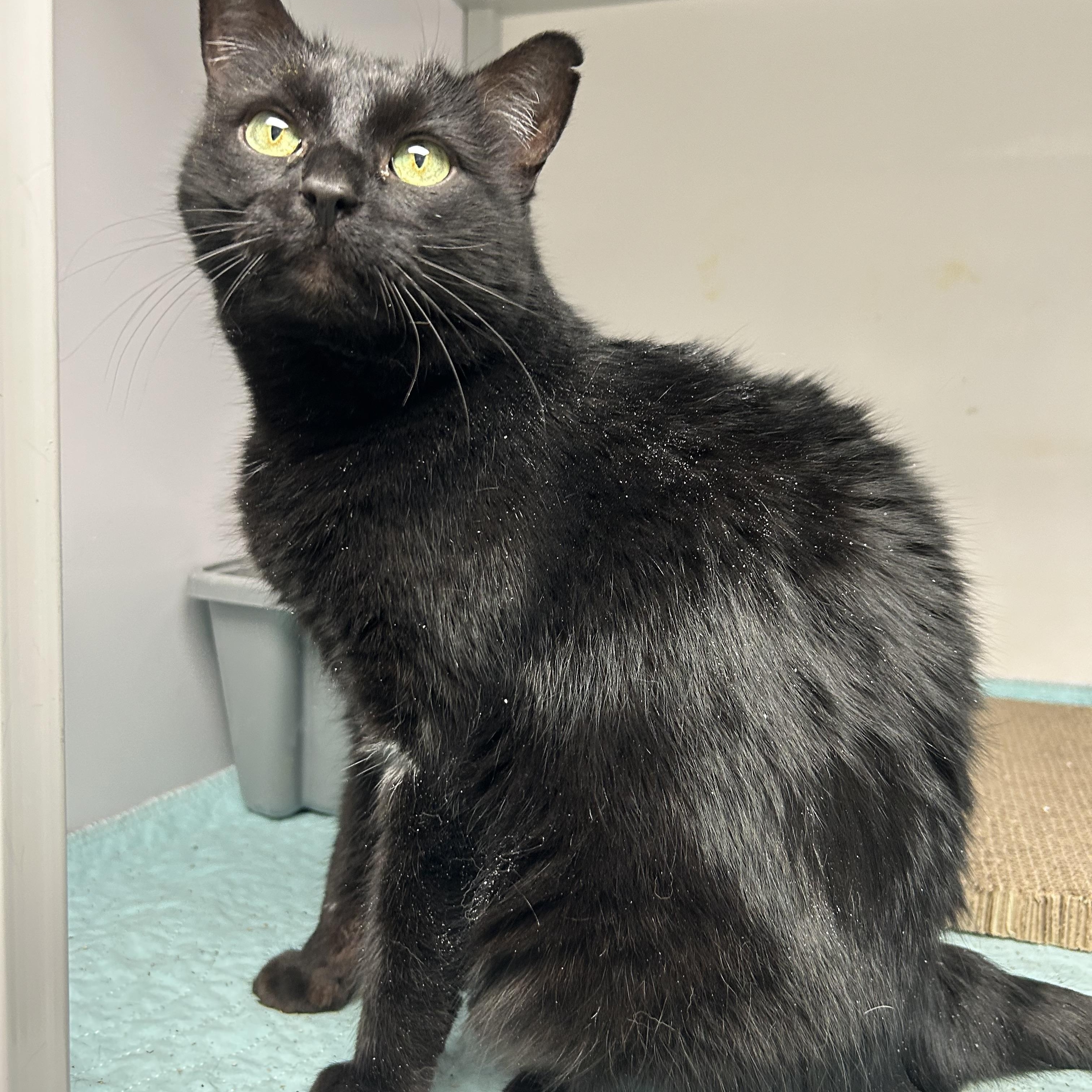 Star, a ADOPTABLE Domestic Short Hair in White Oak, PA image 2/2