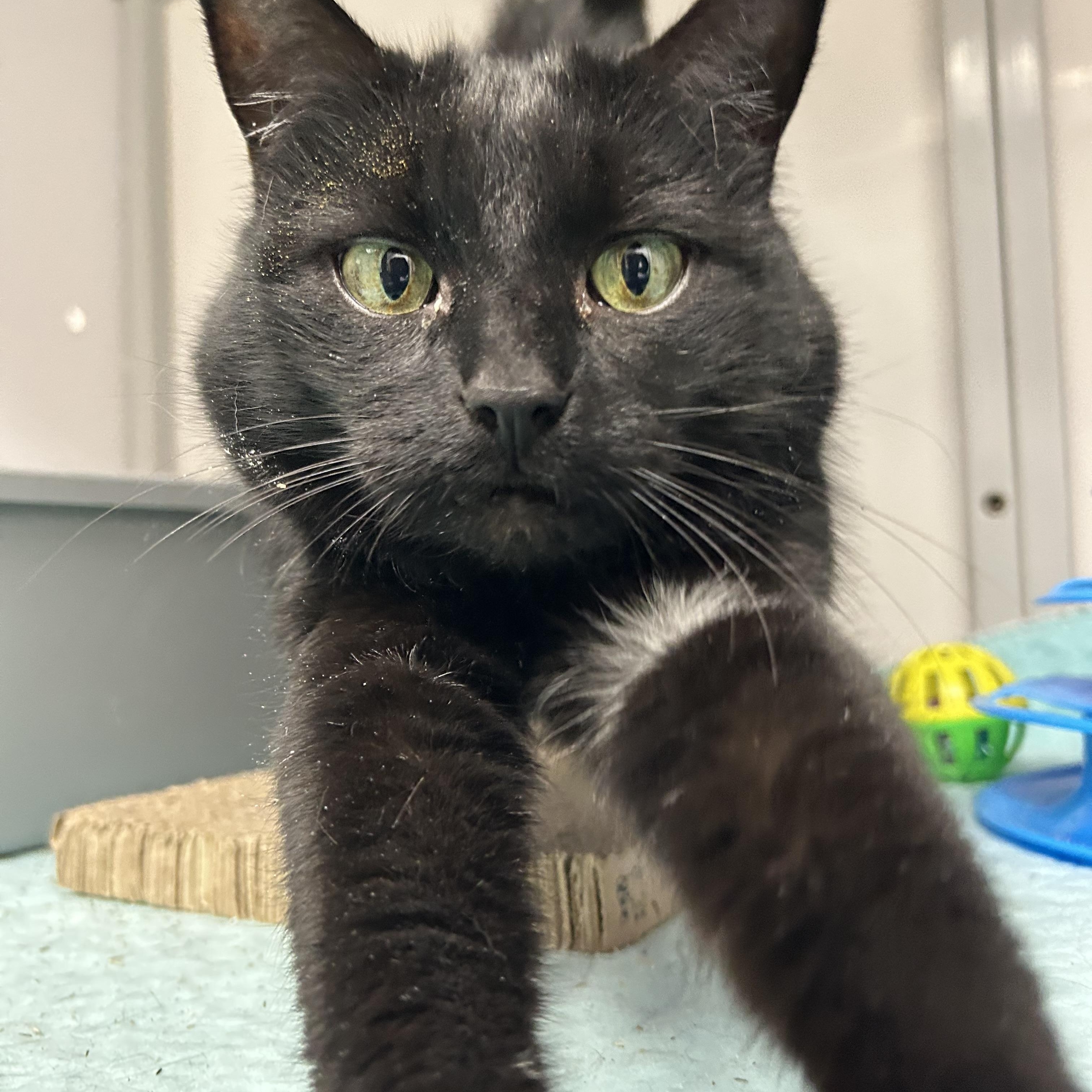 Star, a ADOPTABLE Domestic Short Hair in White Oak, PA image 1/2