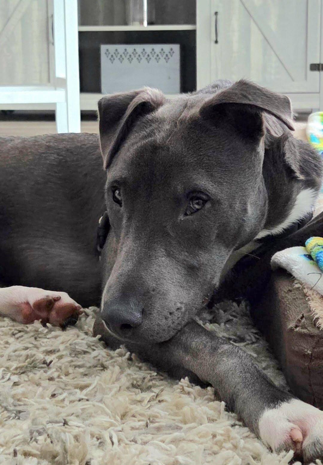 Phil, a Adoptable Pit Bull Terrier in New Castle, DE image 1/3