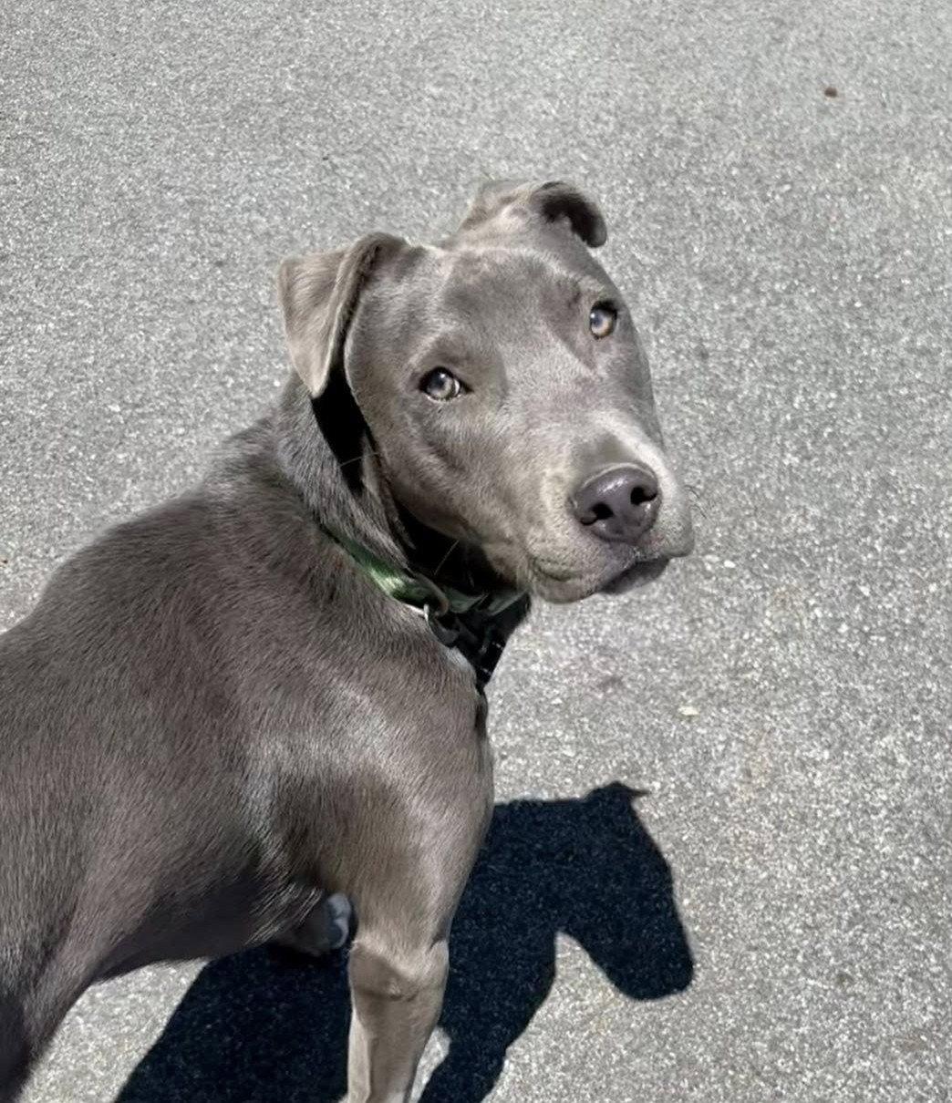 Phil, a Adoptable Pit Bull Terrier in New Castle, DE image 2/3