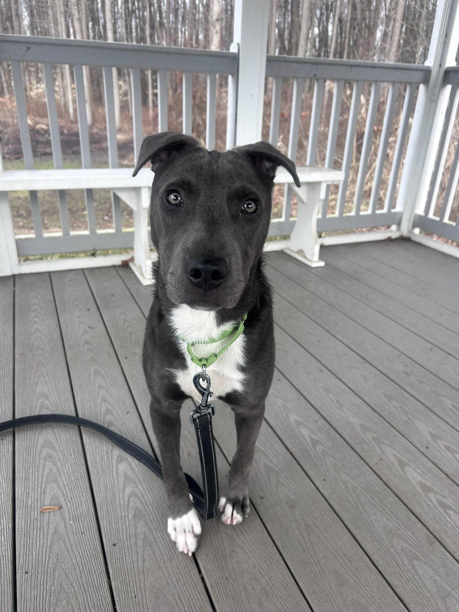 Phil, a Adoptable Pit Bull Terrier in New Castle, DE image 3/3
