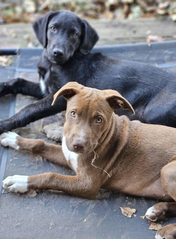 Esme, Adoptable, Puppy Female Labrador Retriever & Pit Bull Terrier.