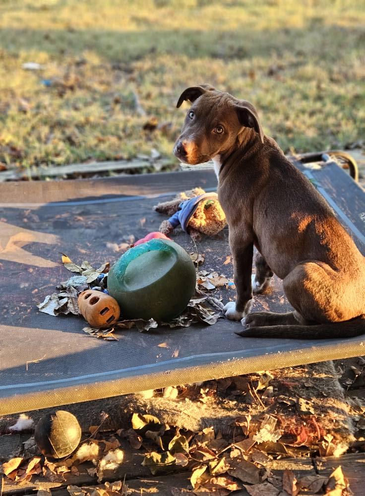 Esme, a Adoptable mixed breed in Broken Arrow, OK image 2/6