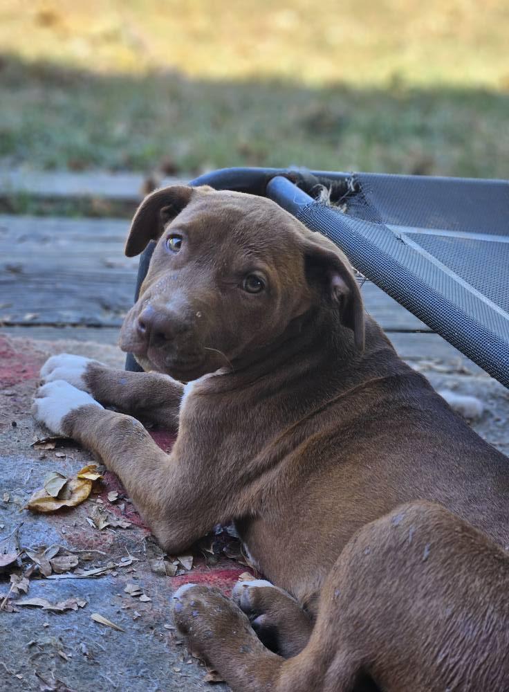 Esme, a Adoptable mixed breed in Broken Arrow, OK image 3/6