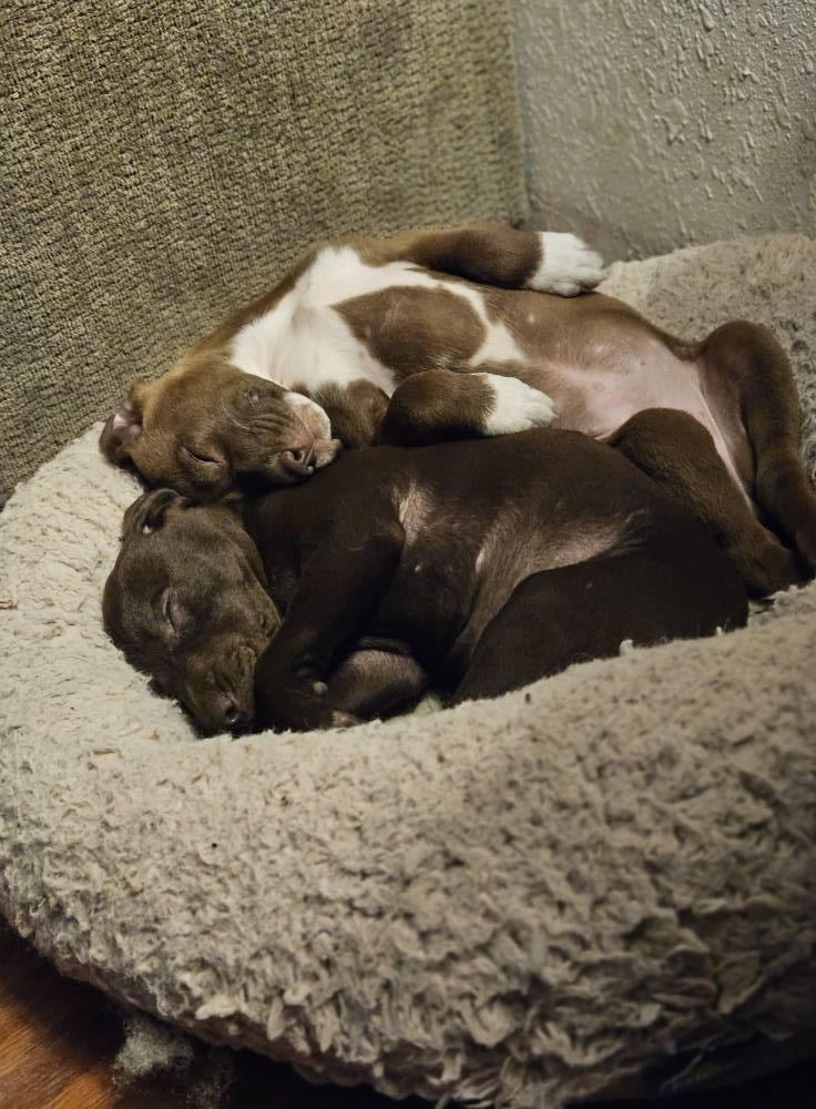 Esme, a Adoptable mixed breed in Broken Arrow, OK image 4/6