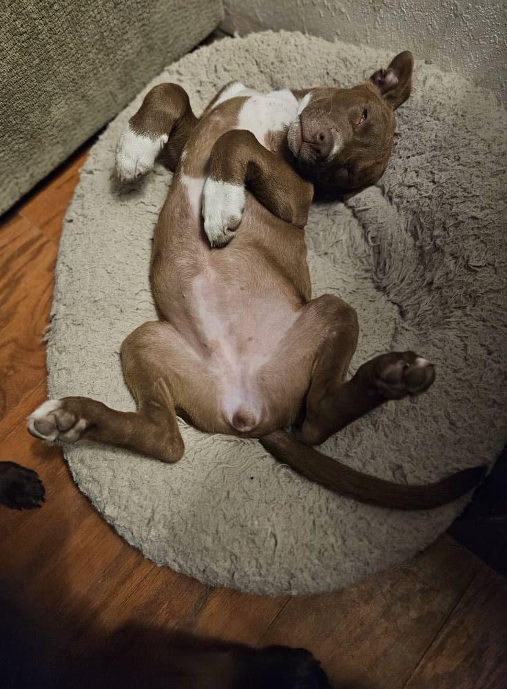 Esme, a Adoptable mixed breed in Broken Arrow, OK image 5/6