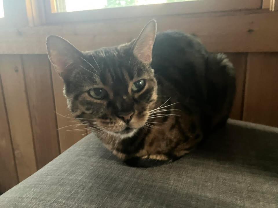 Kiki - Il, Adopted, Adult Female Bengal.