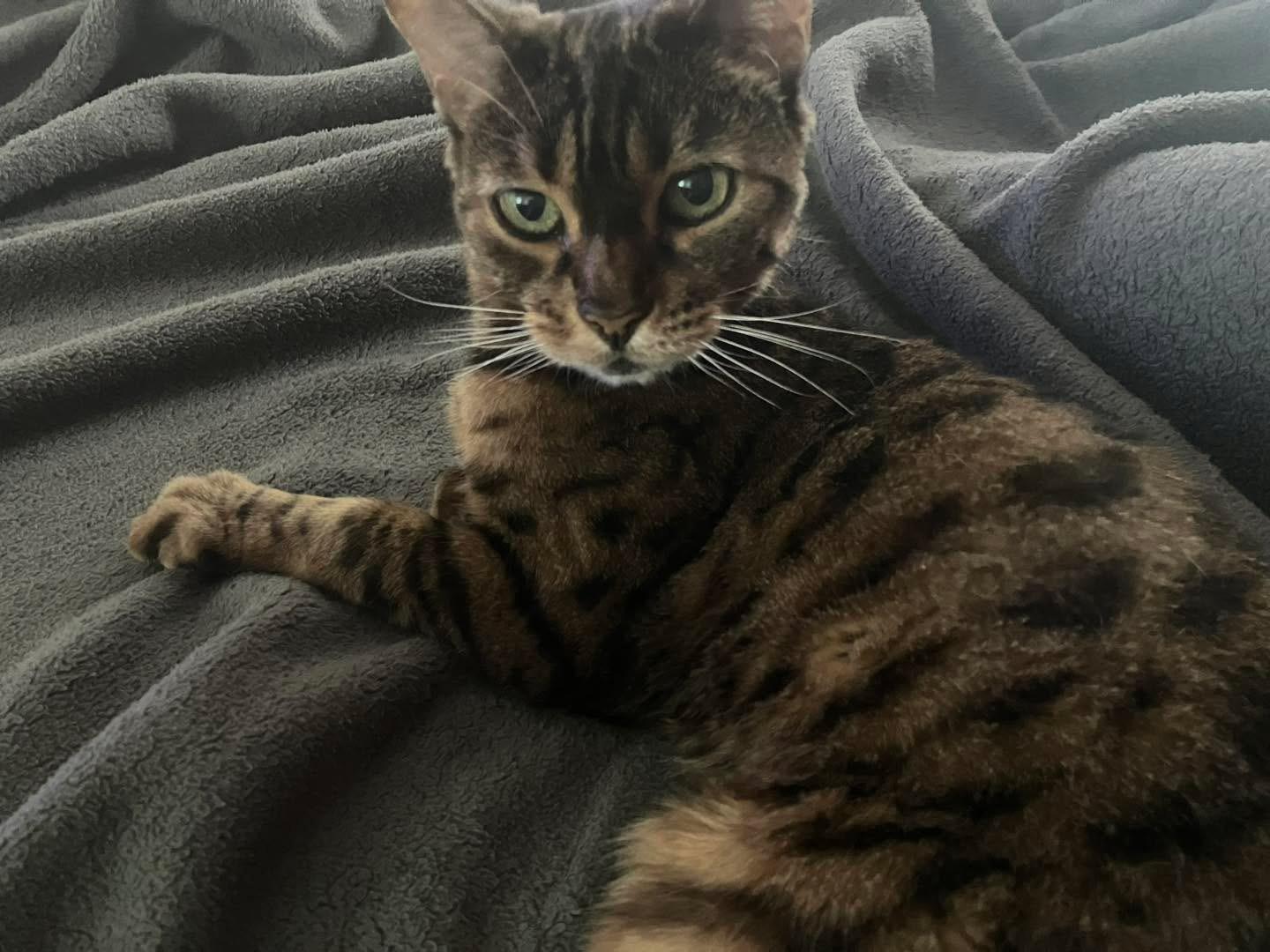 Enlarge Kiki - Il, a Adopted Bengal in Chicago, IL image 3/5