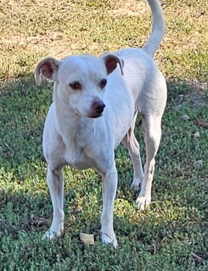Bonnie, Adoptable, Adult Female Chihuahua.