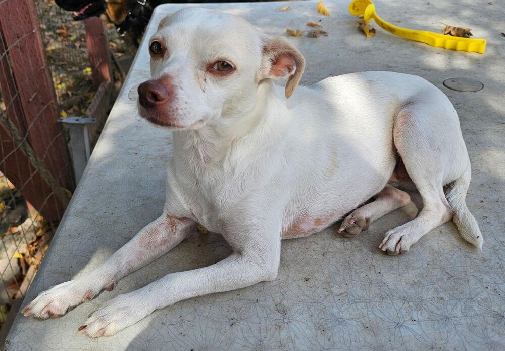 Enlarge Bonnie, a Adoptable mixed breed in Santa Rosa, CA image 2/3