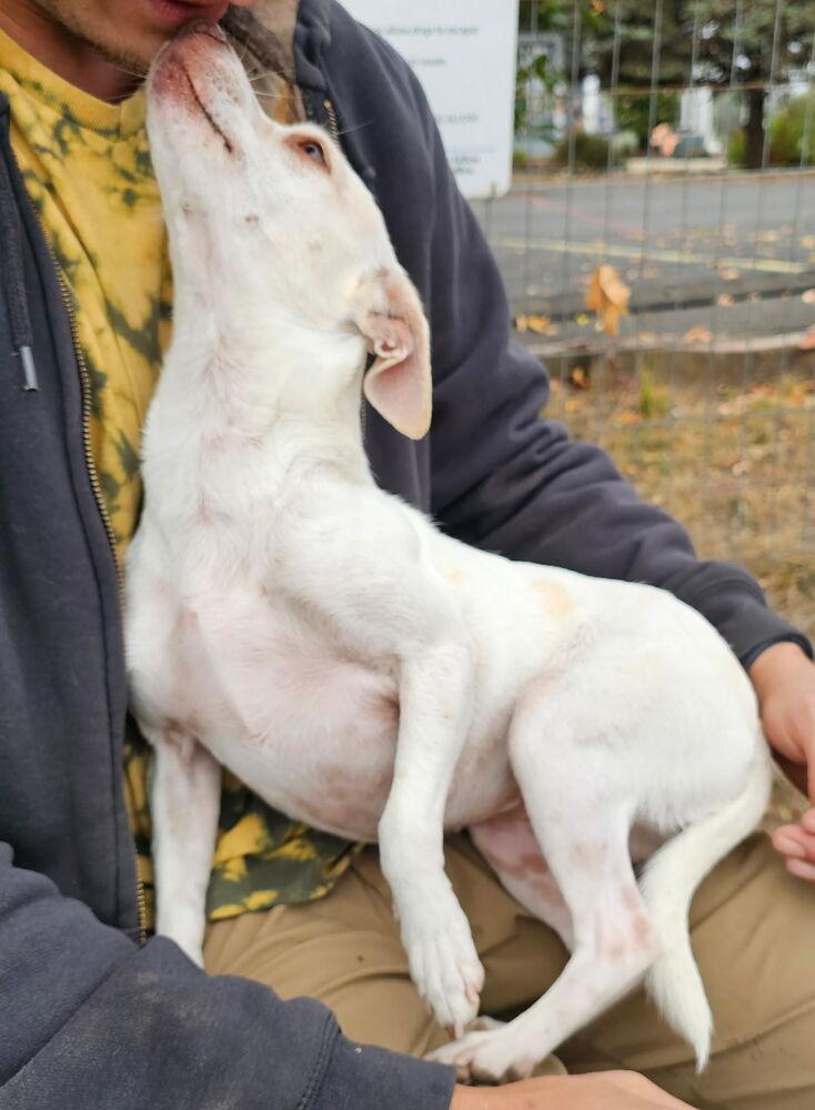 Enlarge Bonnie, a Adoptable mixed breed in Santa Rosa, CA image 3/3