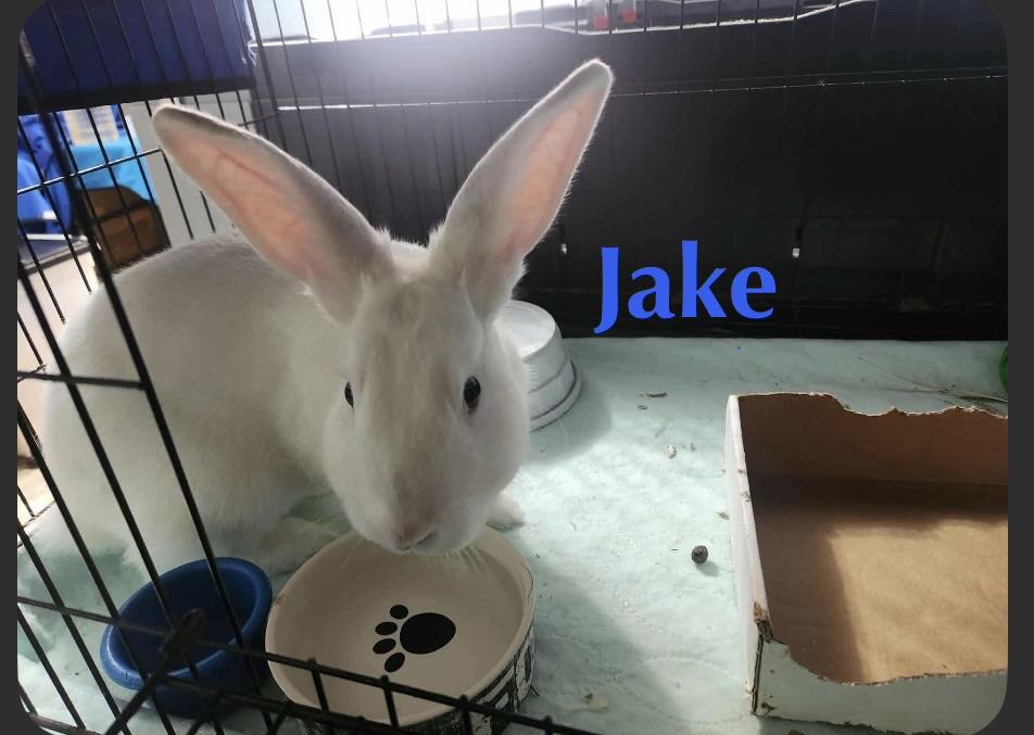 Enlarge Jake, a ADOPTABLE mixed breed in Laurens, SC image 6/6