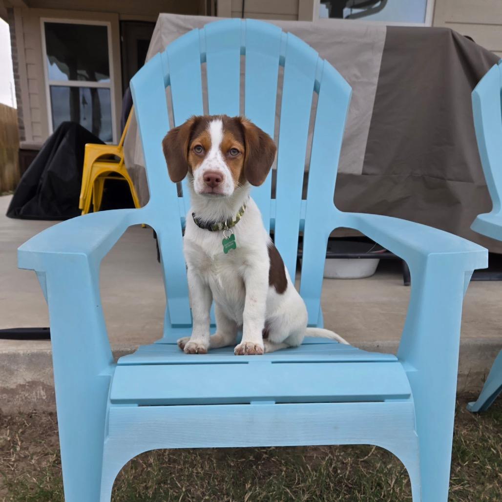 Sky, Adoptable, Puppy Female Beagle.