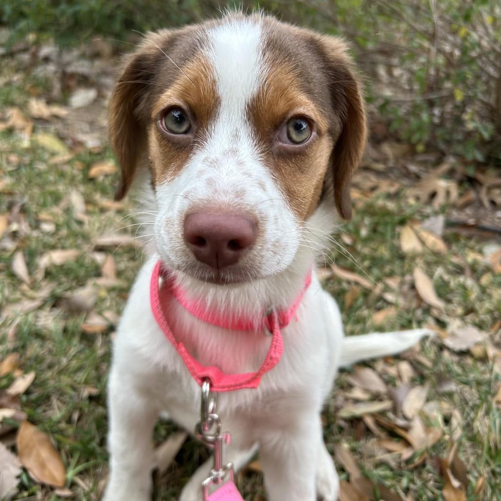 Enlarge Sky, a Adoptable Beagle in Austin, TX image 2/6