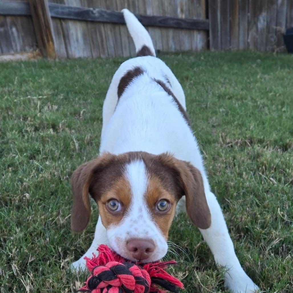 Enlarge Sky, a Adoptable Beagle in Austin, TX image 3/6