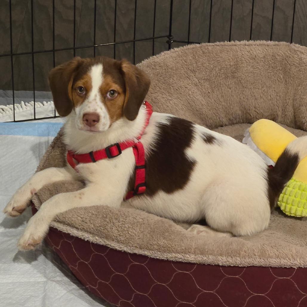 Enlarge Sky, a Adoptable Beagle in Austin, TX image 4/6