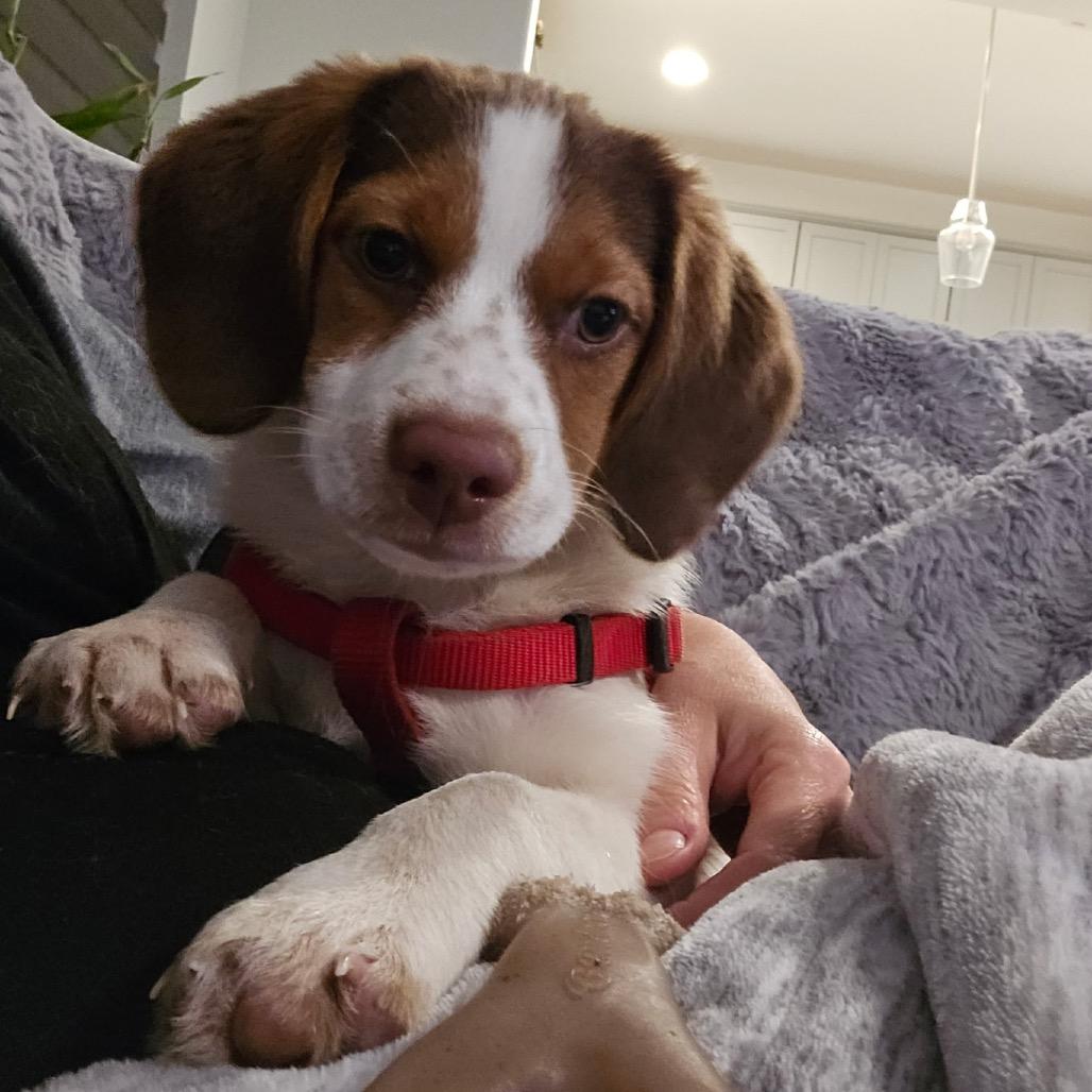 Enlarge Sky, a Adoptable Beagle in Austin, TX image 6/6