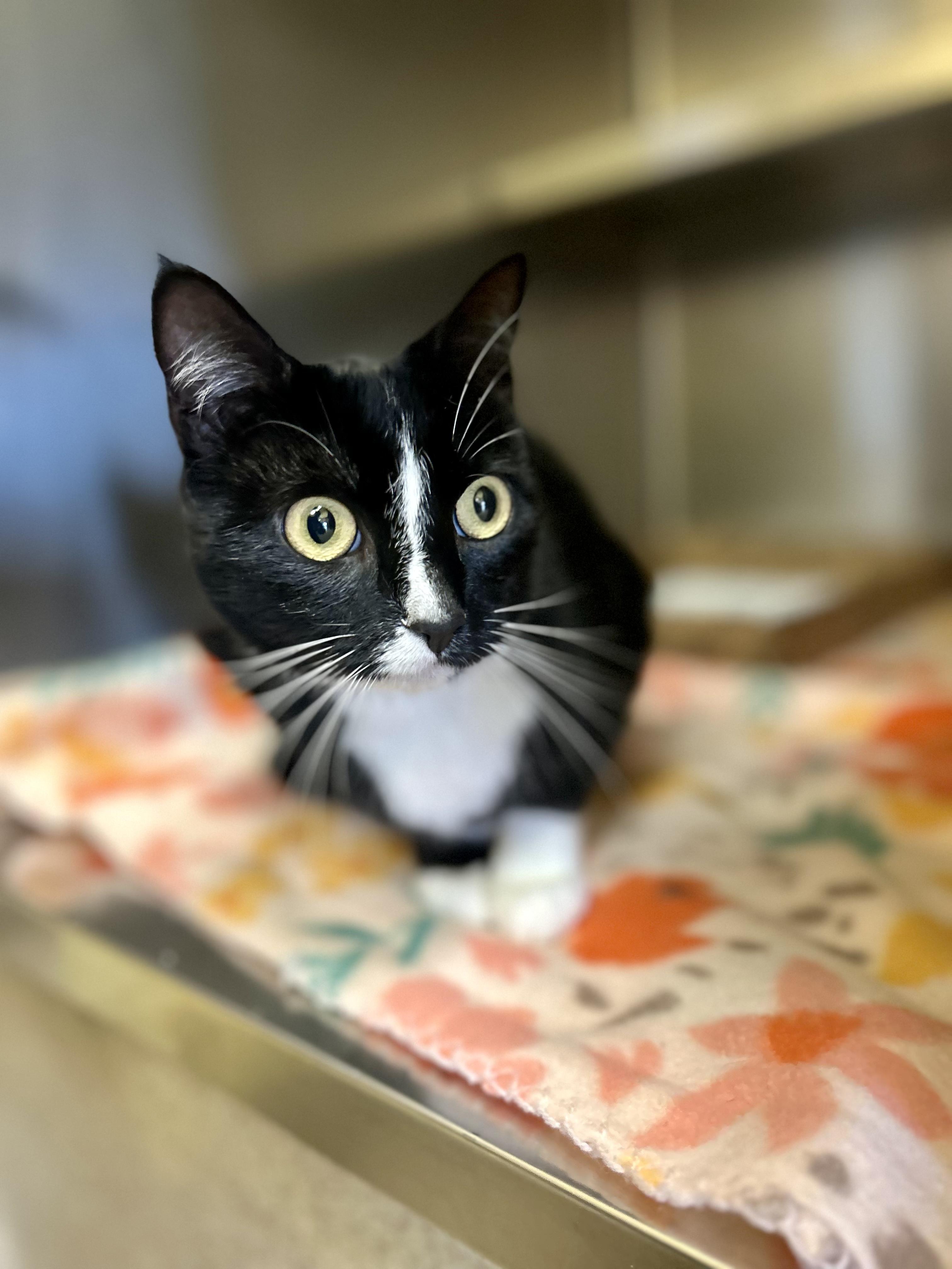 Enlarge Clawdia, a Adoptable Domestic Short Hair in Dayton, OH image 1/1
