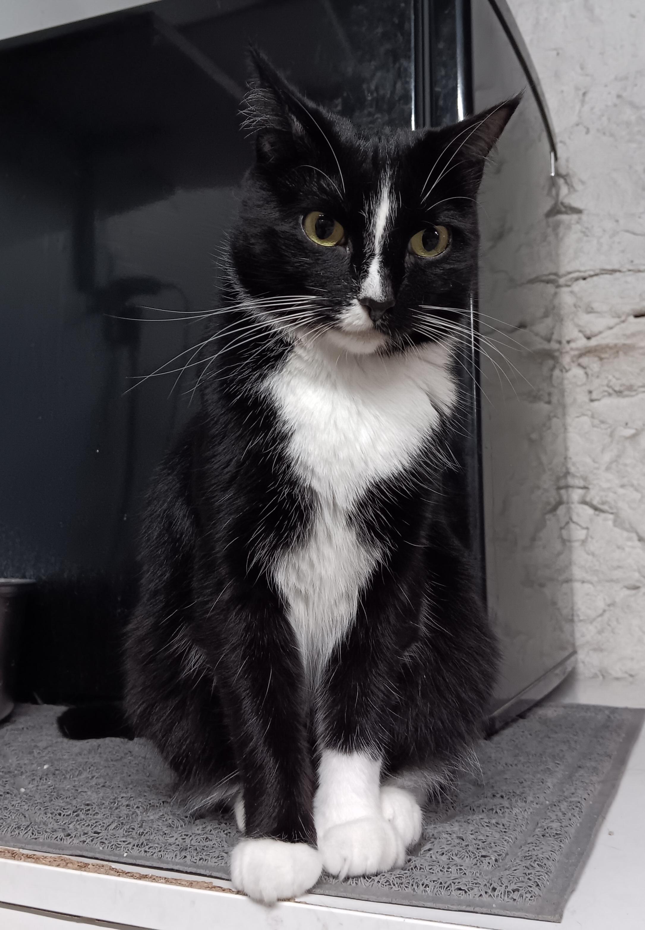 Enlarge Clawdia, a Adoptable Domestic Short Hair in Dayton, OH image 2/2