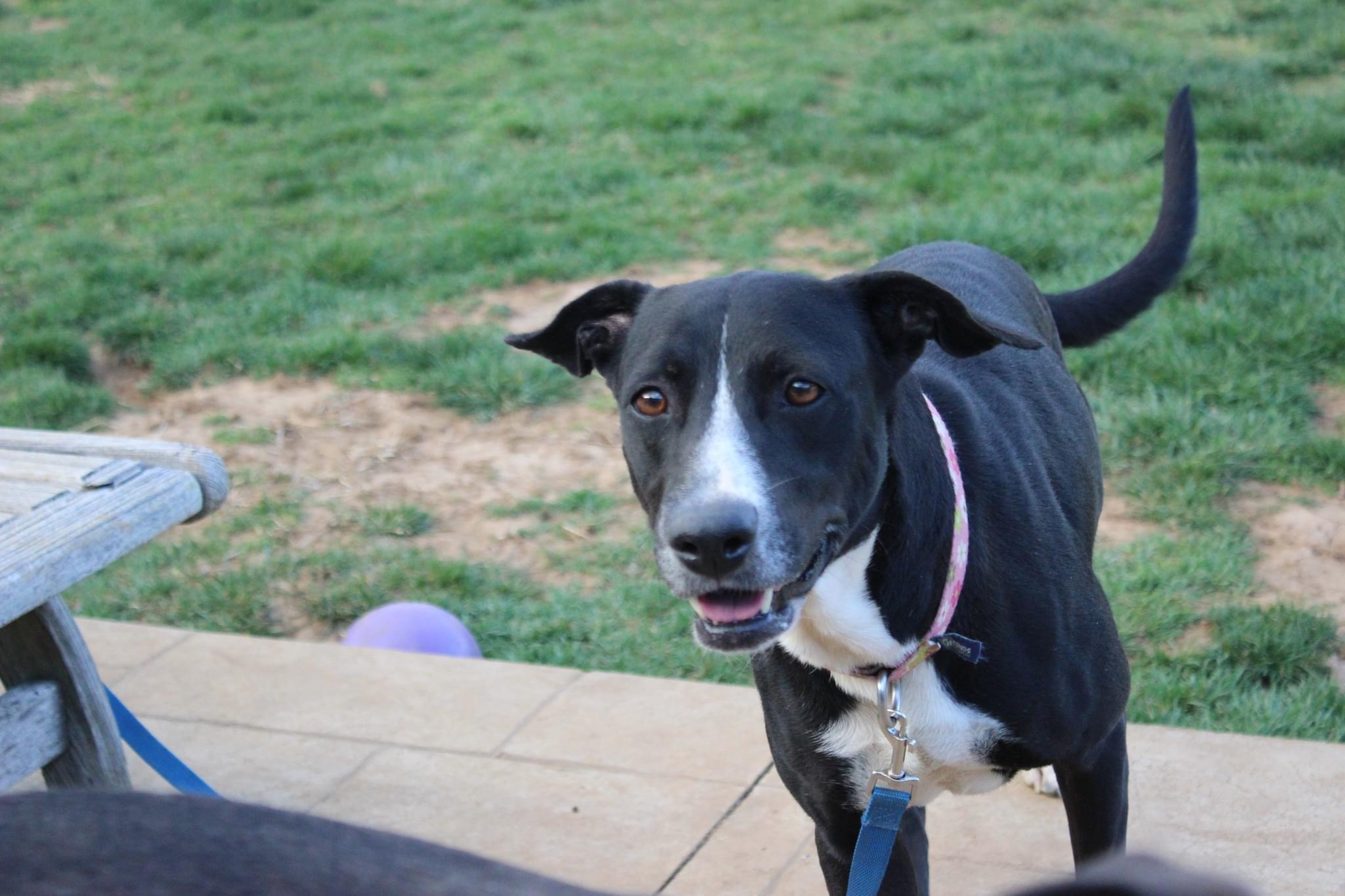 Helen, a Adoptable mixed breed in Oceanport, NJ image 1/4