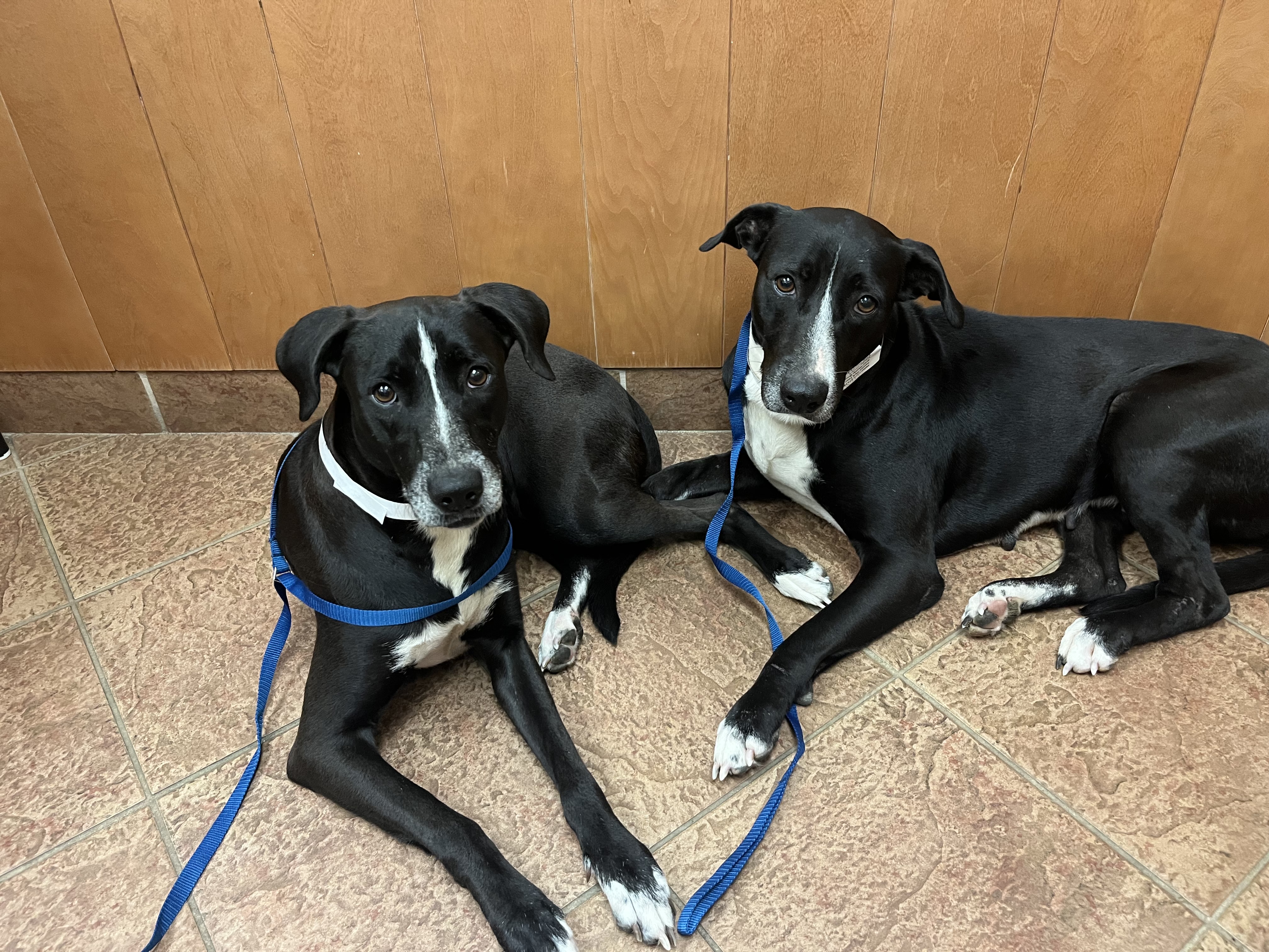 Helen, a Adoptable mixed breed in Oceanport, NJ image 3/4