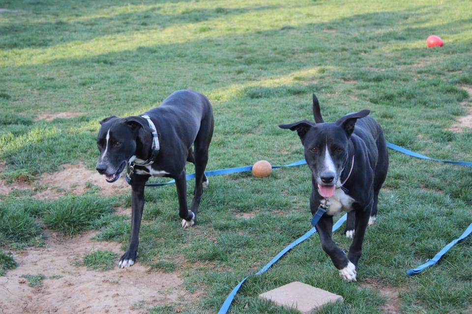 Helen, a Adoptable mixed breed in Oceanport, NJ image 4/4