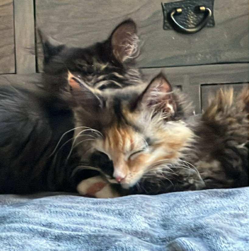 Enlarge Janine, a ADOPTABLE Domestic Medium Hair in Milwaukee, WI image 2/5