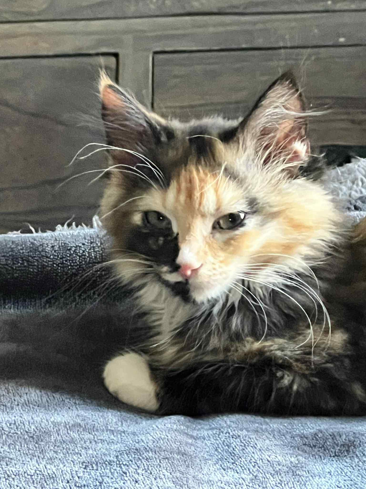 Enlarge Janine, a ADOPTABLE Domestic Medium Hair in Milwaukee, WI image 1/5