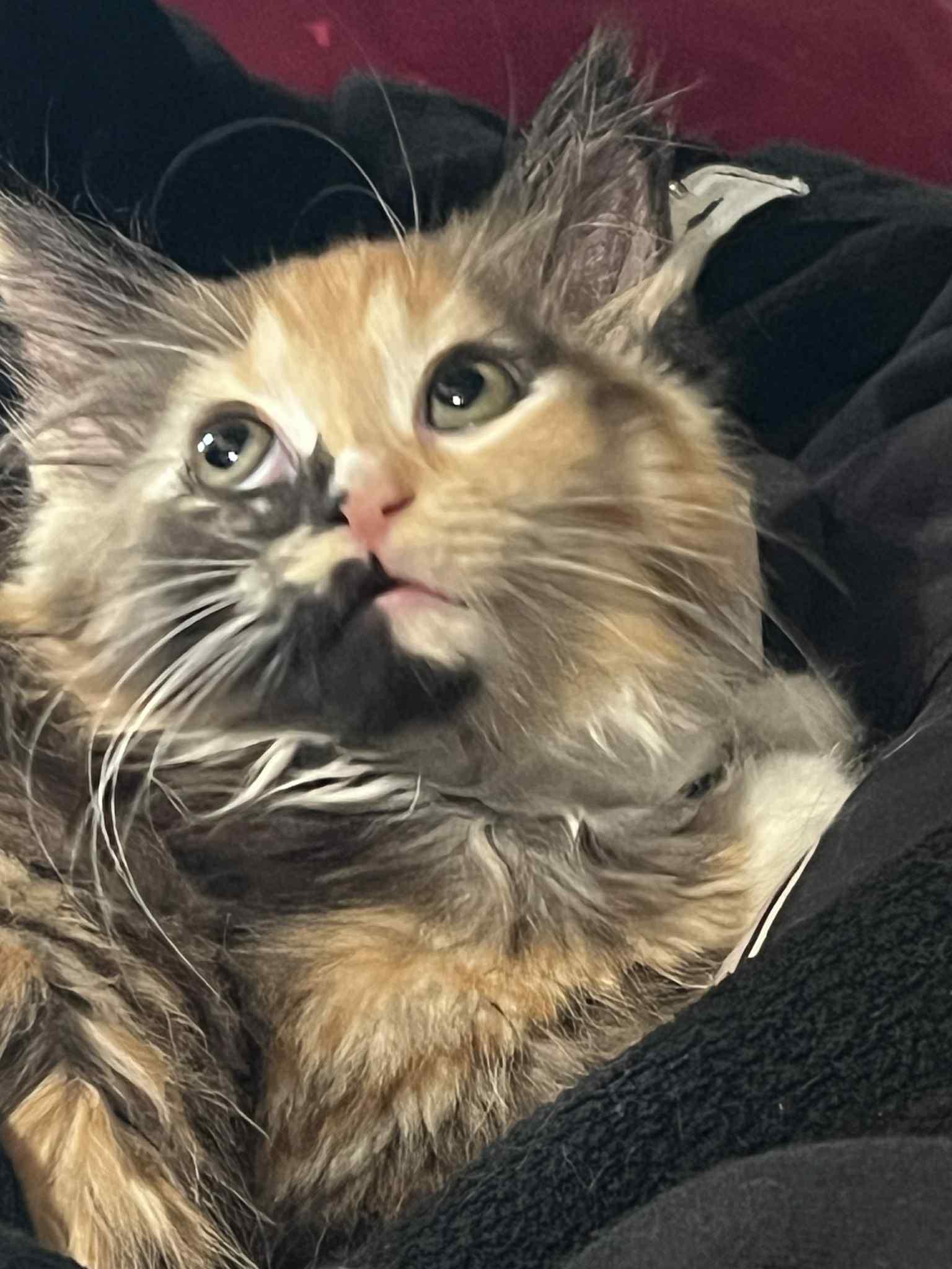 Enlarge Janine, a ADOPTABLE Domestic Medium Hair in Milwaukee, WI image 3/5