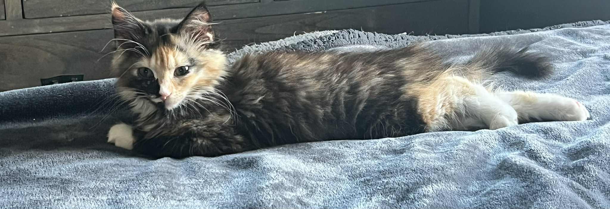 Enlarge Janine, a ADOPTABLE Domestic Medium Hair in Milwaukee, WI image 4/5